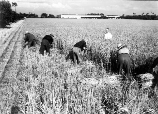 Mietitura - Contadini al lavoro