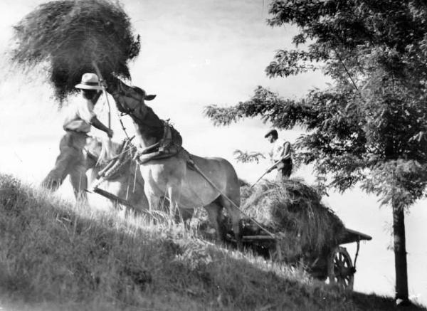 Lavoro agricolo - Trasporto del fieno - Contadini al lavoro