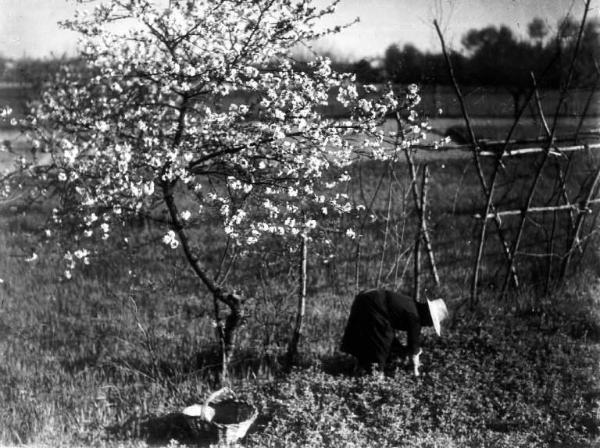 Lavoro agricolo - Contadina al lavoro