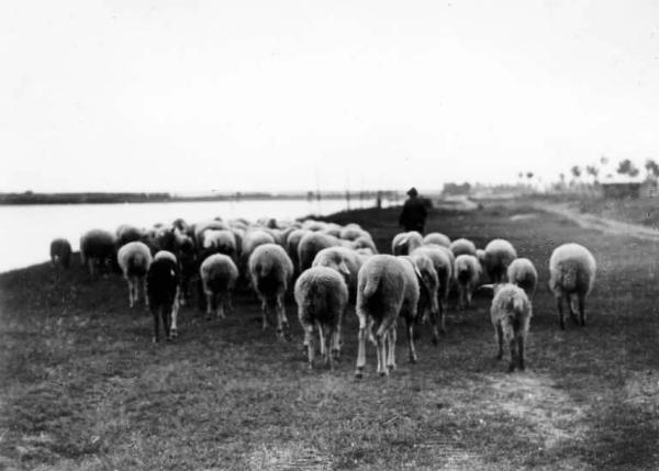 Pastore con gregge di pecore