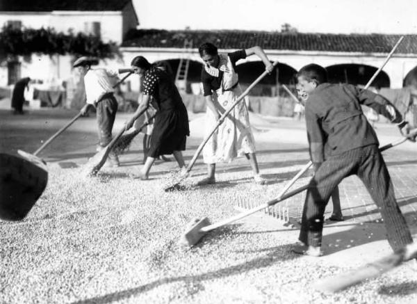 Fascismo - Battaglia del Grano - Trebbiatura sull'aia