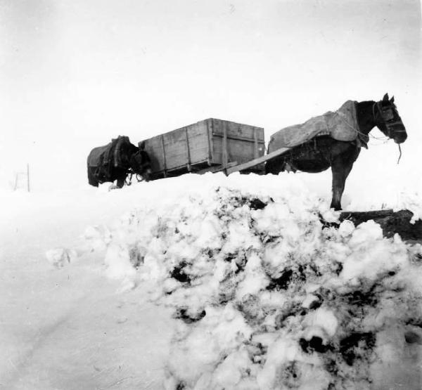 Paesaggio innevato - Cavalli con carro