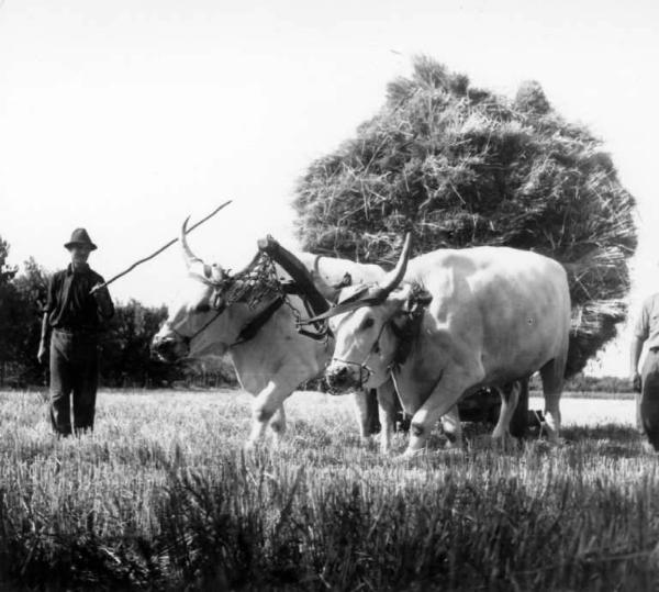 Lavoro agricolo - Trasporto del fieno su carri trainati da buoi