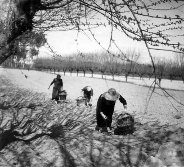 Lavoro agricolo - Semina - Contadine al lavoro