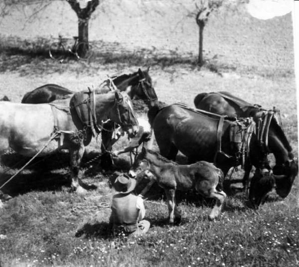 Lavoro agricolo - Cavalli al giogo