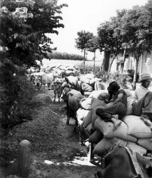 Fascismo - Battaglia del Grano - Trasporto di sacchi di grano su carri