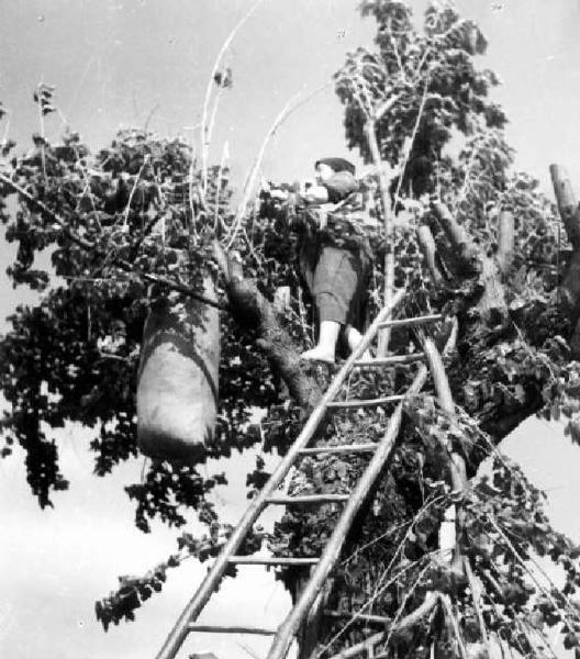 Lavoro agricolo - Raccolta della frutta - Contadina al lavoro