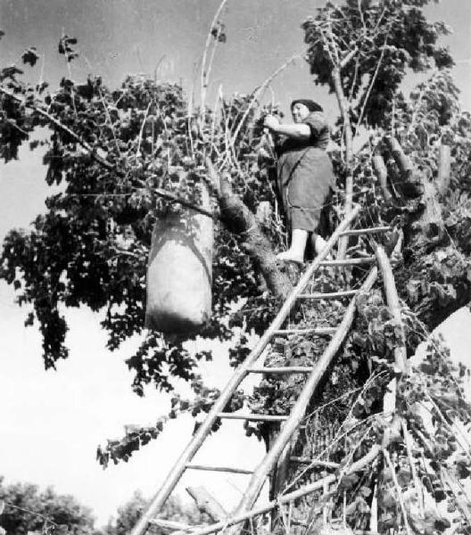 Lavoro agricolo - Raccolta della frutta - Contadina al lavoro