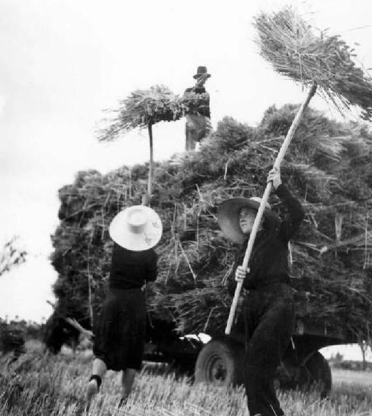 Fascismo - Battaglia del Grano - Trasporto delle fascine di grano - Contadine al lavoro