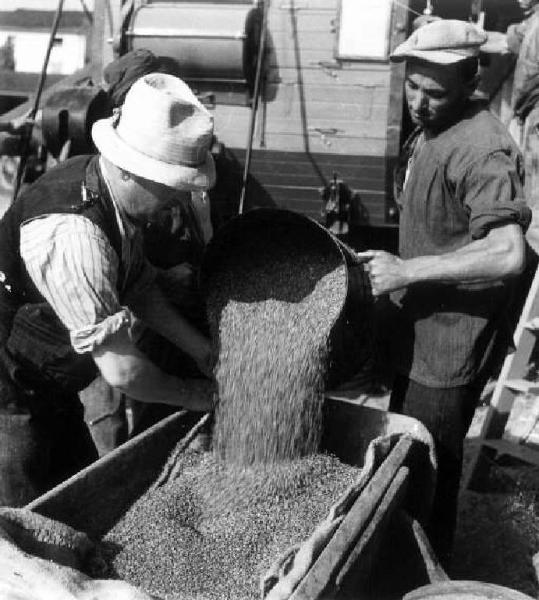 Fascismo - Battaglia del Grano - Preparazione dei sacchi di granturco - Contadini al lavoro