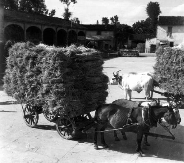 Lavoro agricolo - Trasporto della paglia - Carro con cavalli