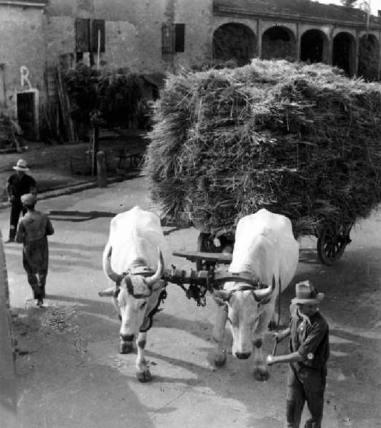 Lavoro agricolo - Trasporto della paglia - Carro con buoi