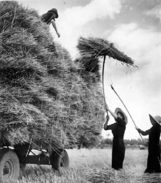 Fascismo - Battaglia del Grano - Trasporto del frumento - Contadine al lavoro