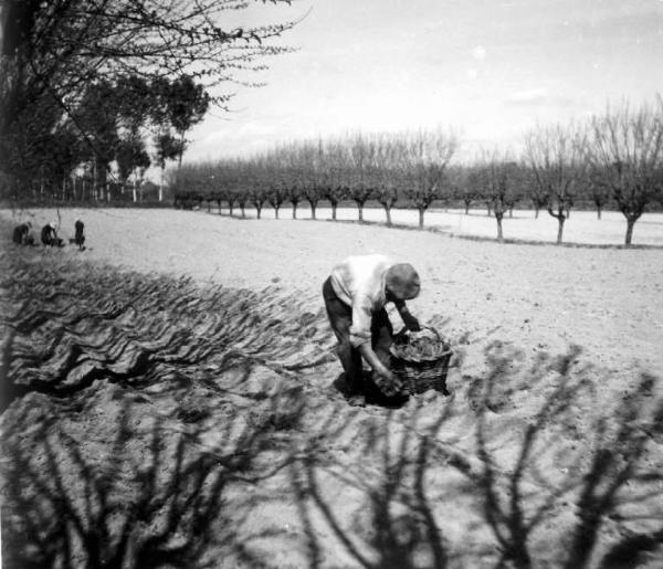 Lavoro agricolo - Semina - Contadino al lavoro