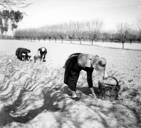 Lavoro agricolo - Semina - Contadine al lavoro