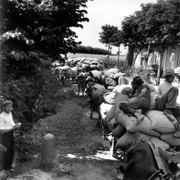 Fascismo - Battaglia del Grano - Trasporto del grano - Fila di carri con contadini