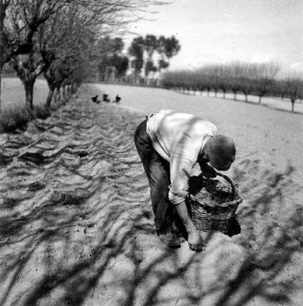 Campagna cremonese - Raccolta delle barbabietole - Contadino al lavoro