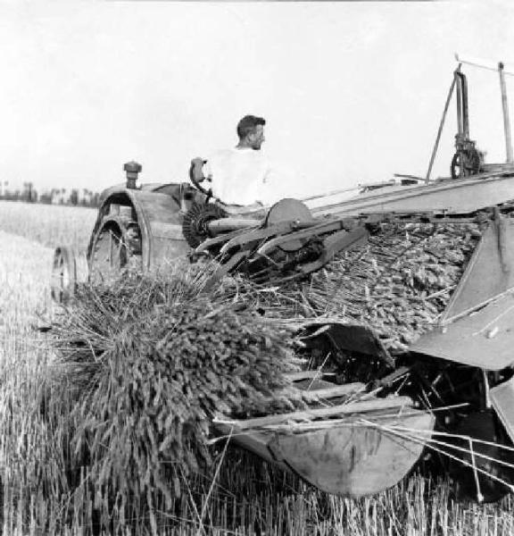 Fascismo - Battaglia del Grano - Contadino raccoglie le spighe con una macchina agricola