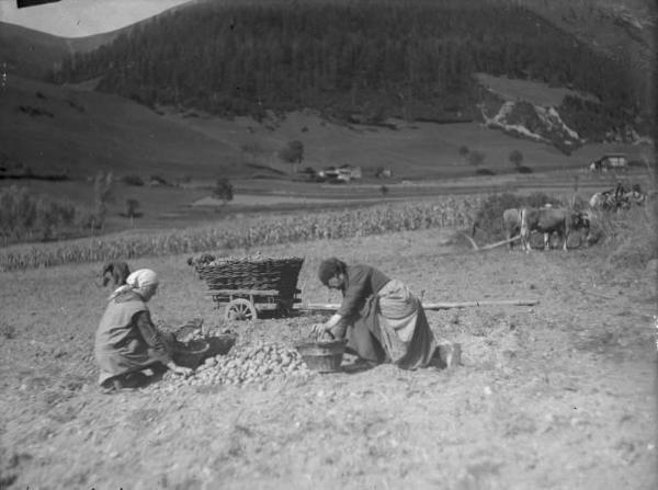 Borno - Raccolta delle patate - Contadine al lavoro