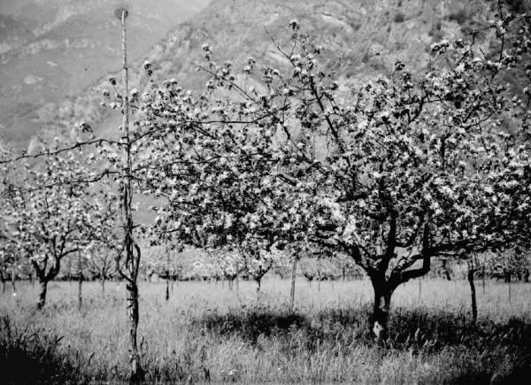 Piamborno - Frutteto in fiore