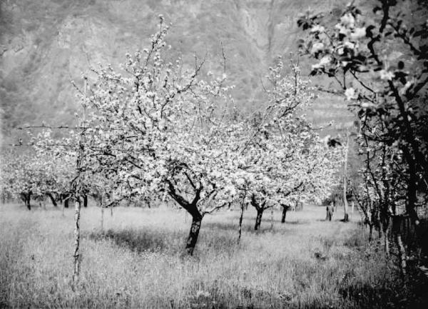 Piamborno - Frutteto in fiore