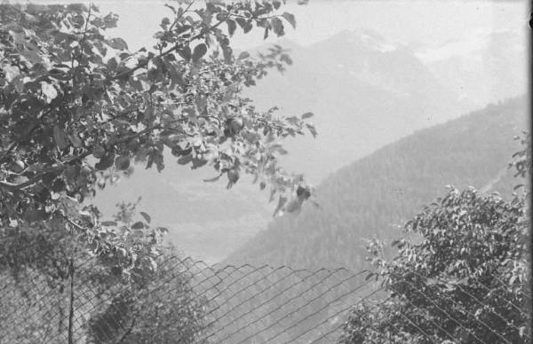 Valle Camonica - Albero da frutto e panorama da un recinto