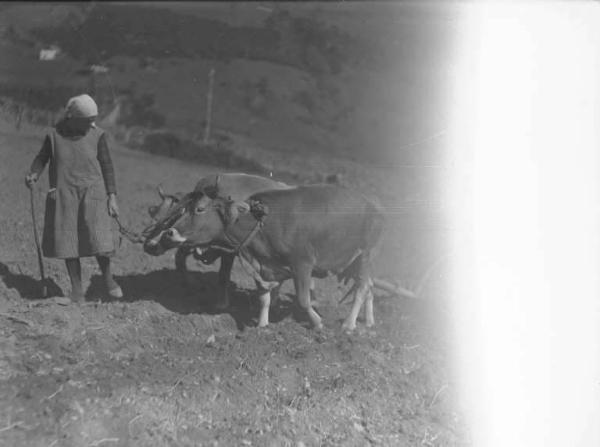 Borno - Aratura a trazione animale - Contadini al lavoro con aratro a chiodo