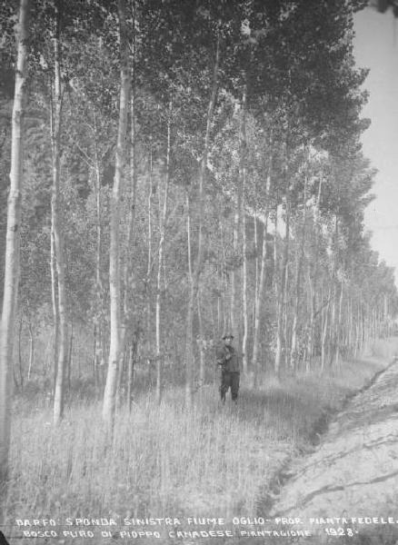 Darfo - Fiume Oglio - Sponda sinistra - Bosco di pioppi canadesi con guardia forestale