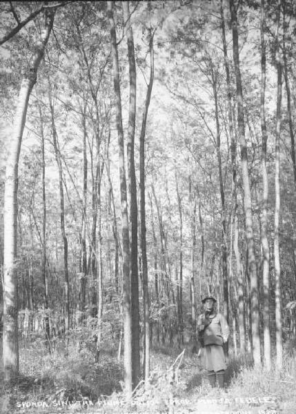 Darfo - Fiume Oglio - Sponda sinistra - Bosco di perticaie, rubinie e pioppi canadesi con guardia forestale