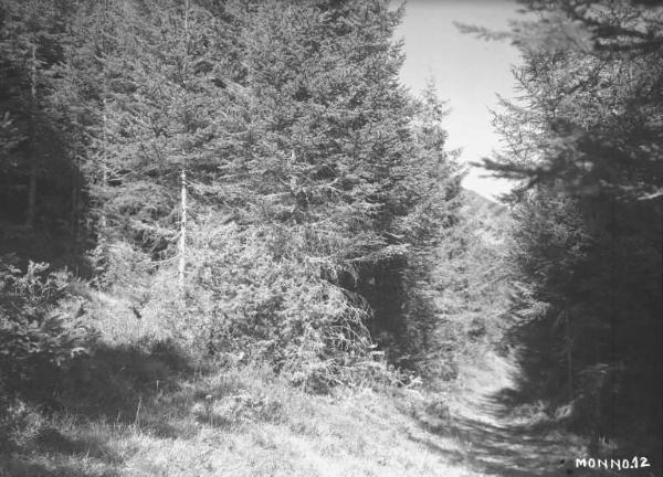 Monno - Bosco - Sentiero tra gli alberi