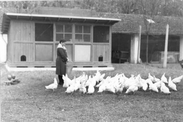 Cremona - Azienda agriola - Cortlie - Massaia con i polli