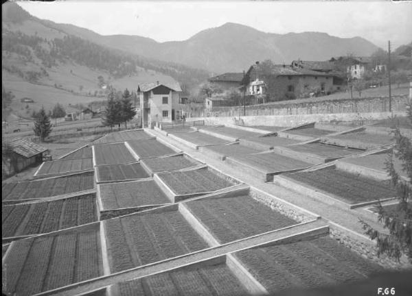 Borno - Coltivazione a terrazze