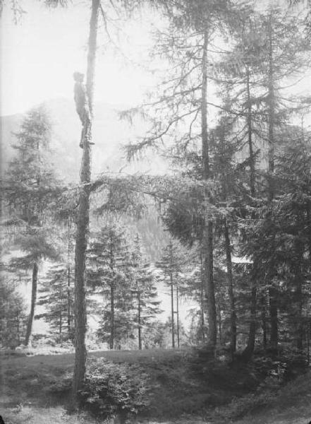 Borno (?) - Arrampicata sugli alberi - Guardie forestali in esercitazione