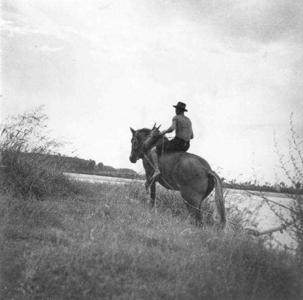 Cremona - Alzaia del fiume Po - Cavallo al traino