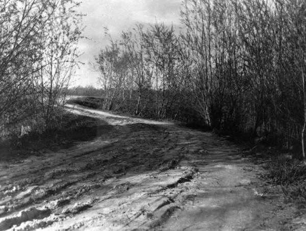 Cremona. Paesaggio. Veduta di un sentiero nel bosco.