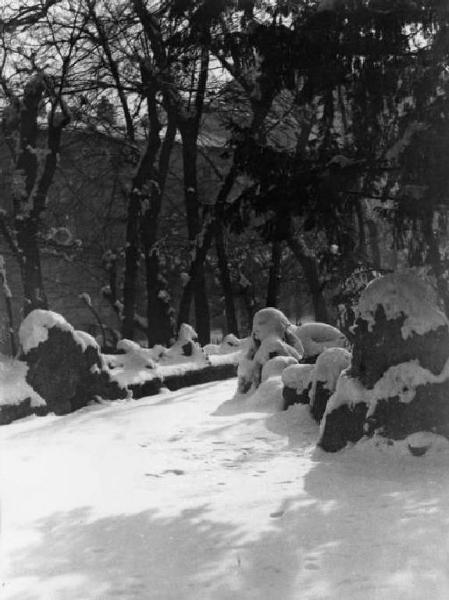 Paesaggio innevato. Alberi.