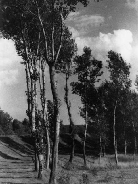 Veduta del paesaggio. Alberi.