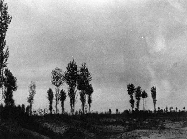 Veduta del paesaggio. Alberi.