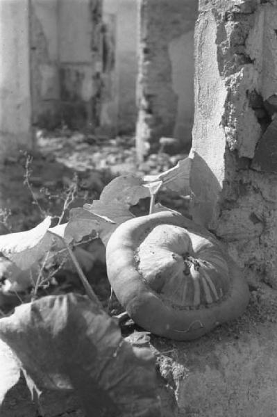 Località non identificata. Una zucca fra le macerie di un edificio