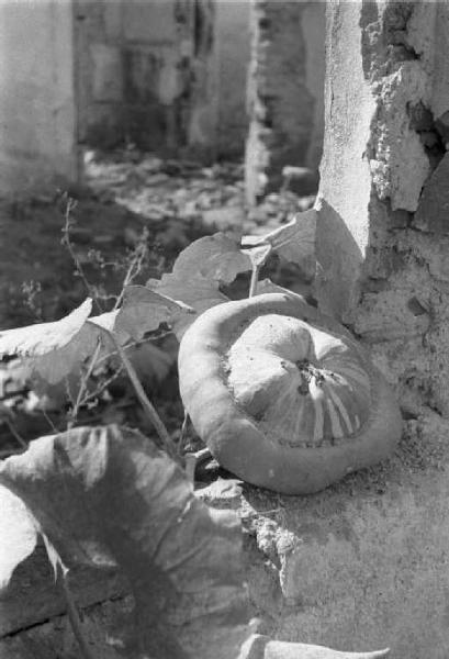 Località non identificata. Una zucca fra le macerie di un edificio