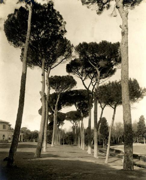 Roma - Villa Borghese - Gruppo di pini