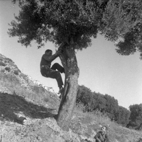 Melissa (Crotone) - Ragazzo che si arrampica su un albero in un campo