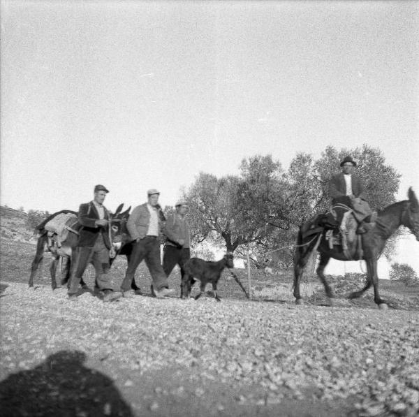 Melissa (Crotone) - Contadino su mulo e contadini a piedi con asini in una strada di campagna