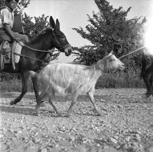 Melissa (Crotone) - Ragazzo su asino e capretta in una strada di campagna