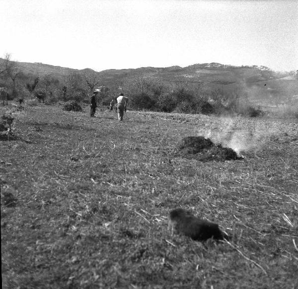 Melissa (Crotone) - Contadini in un campo mentre bruciano le sterpaglie