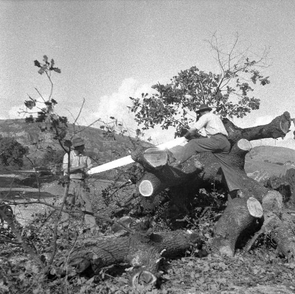 Melissa (Crotone) - Contadini che segano un albero abbattuto