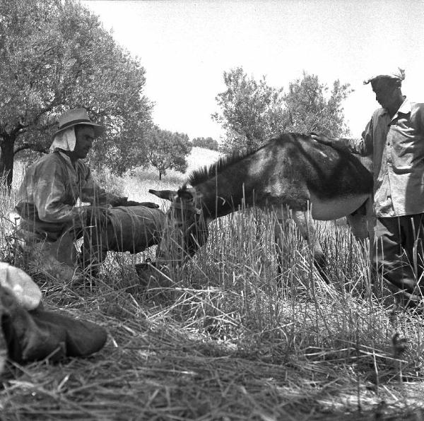 Melissa (Crotone) - Contadini con asino in sosta dal lavoro in un campo
