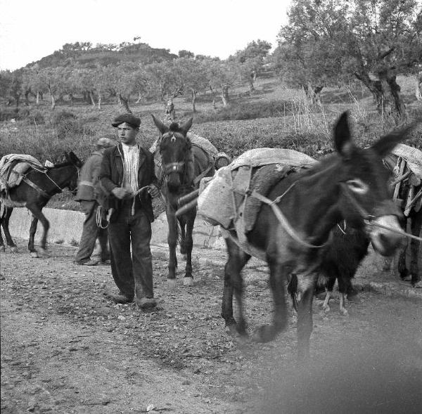 Melissa (Crotone) - Ragazzo e contadino con asini e muli in una strada