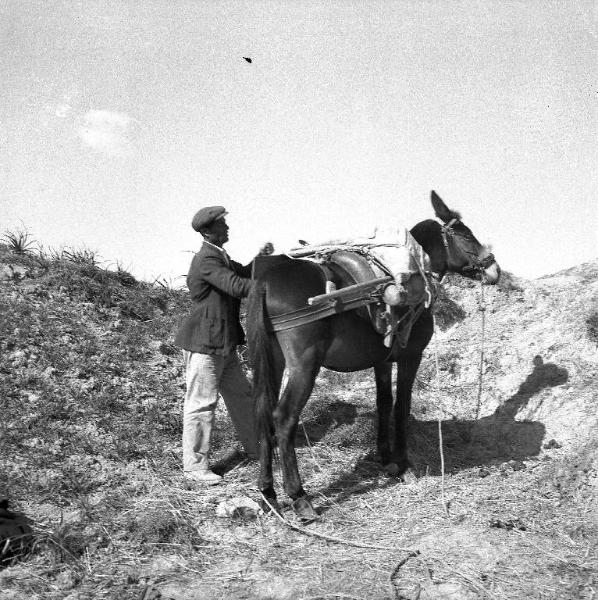 Melissa (Crotone) - Contadino con mulo in un campo