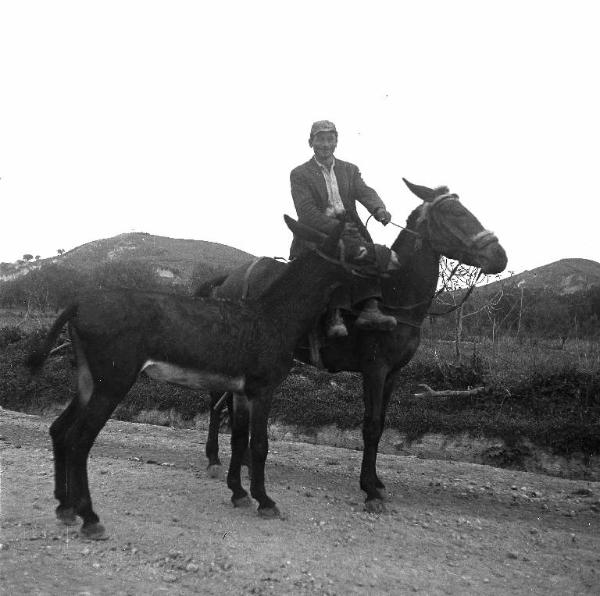 Melissa (Crotone) - Contadino su mulo con altro asino in una strada di campagna